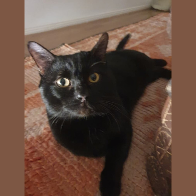Photo of Pepper