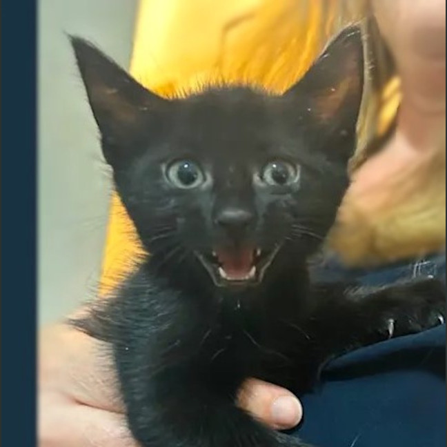 Photo of Ziggy And Mars