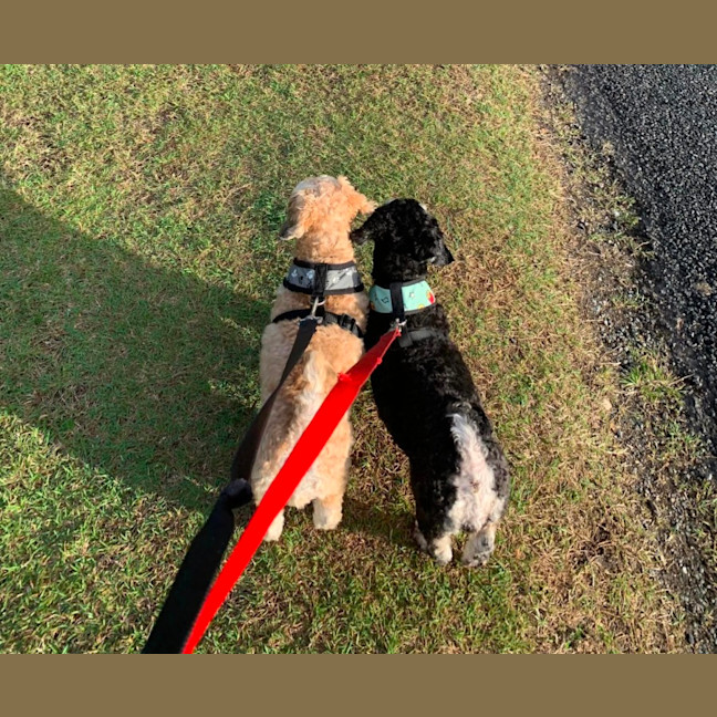 Photo of Coco And Cherry 