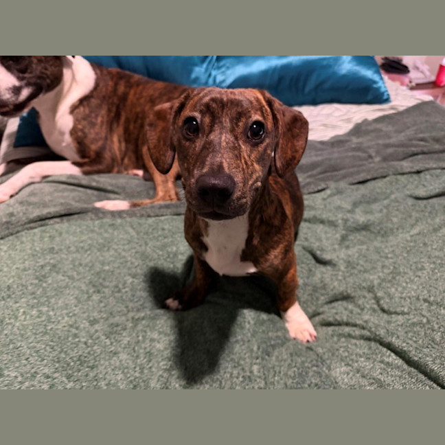 Photo of Willow Cervantes