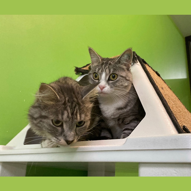 Photo of Toast (Bonded To Baguette)
