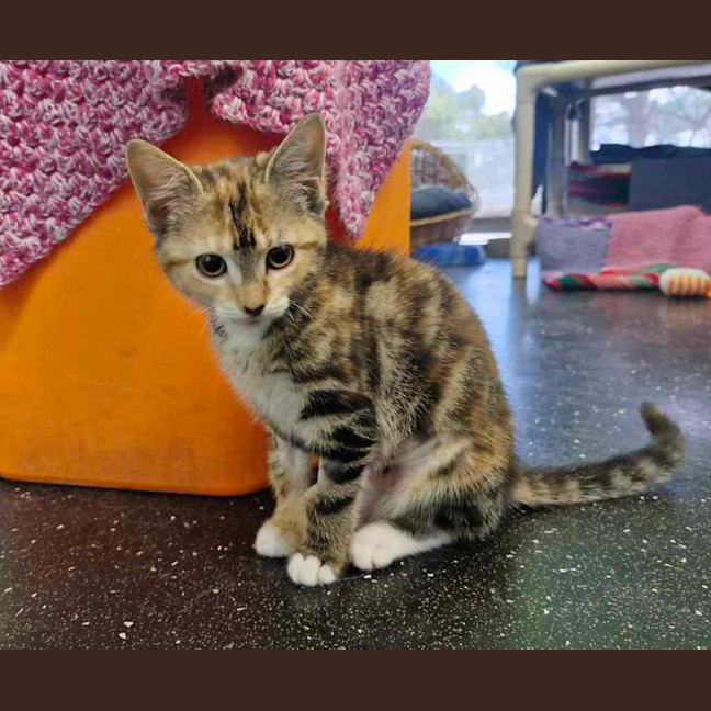 Photo of Cannon Ball 