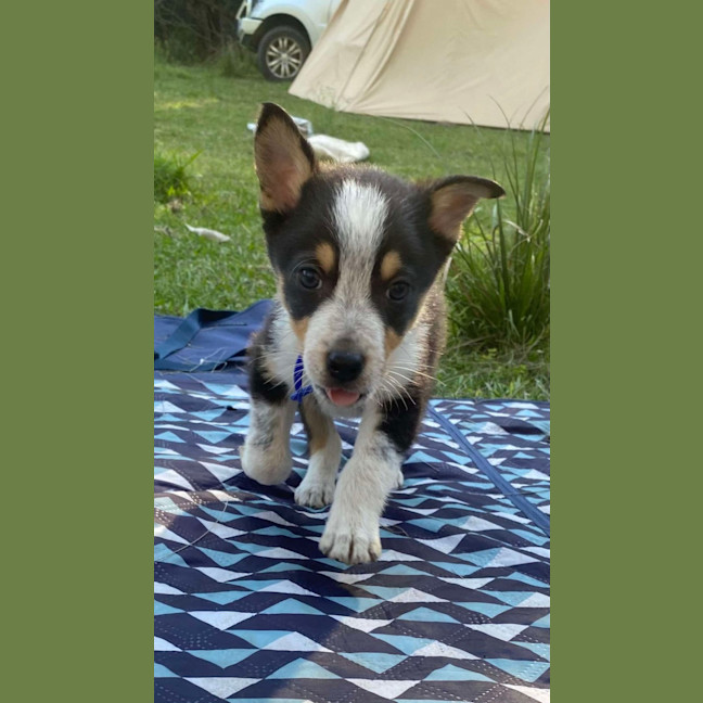 Photo of Clover   8 Week Old Kelpie X (Trial)