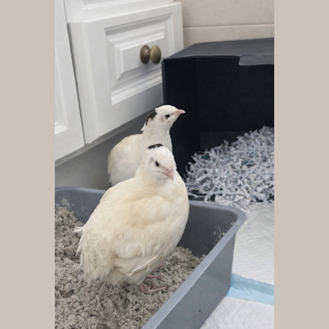 Photo of Edamame, Chickpea & Butterbeans