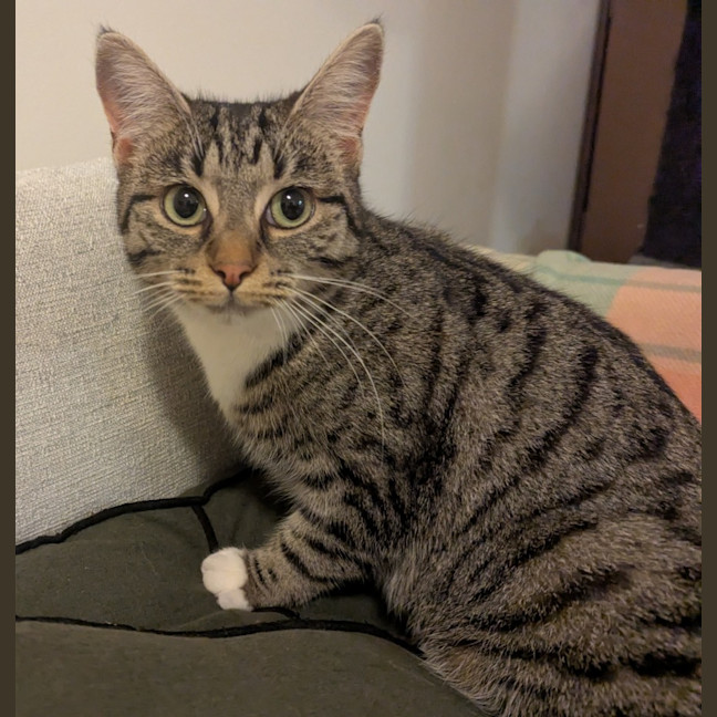 Photo of Mouse 