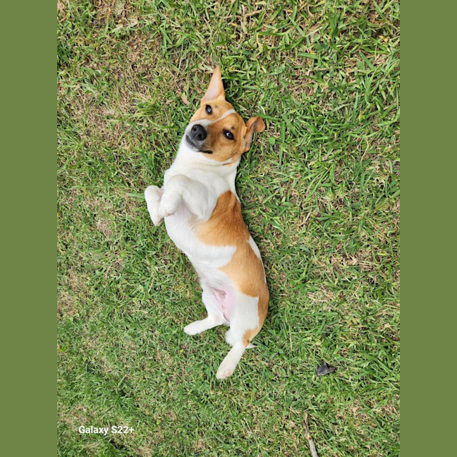 Photo of Snuggles   11 Month Old Jack Russell 