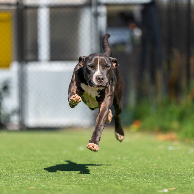 Photo of Riot Imp 1910