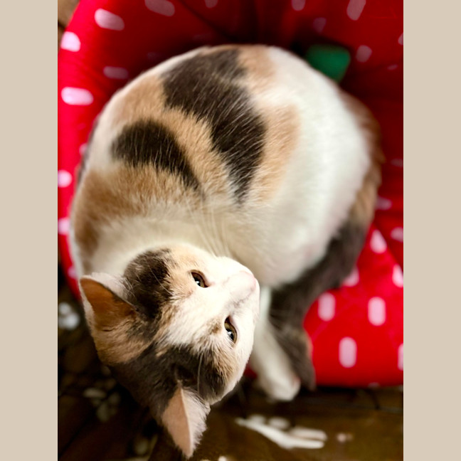 Photo of Willow