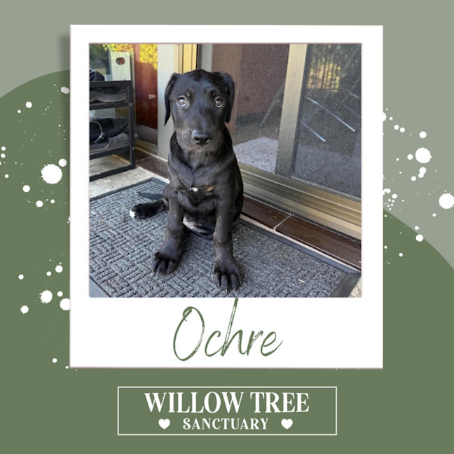 Photo of Ochre