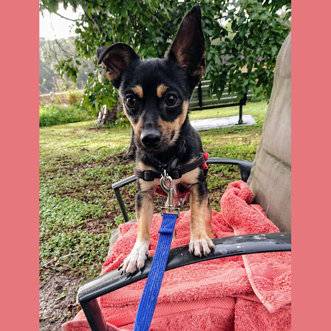 Photo of Charlie