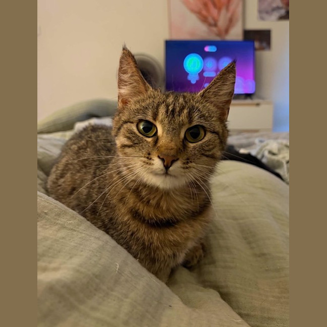 Photo of Royale