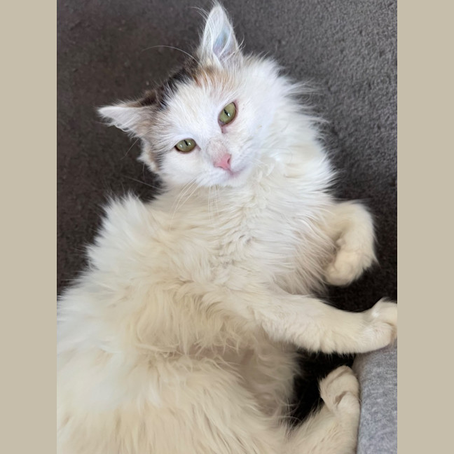 Photo of Biscuit