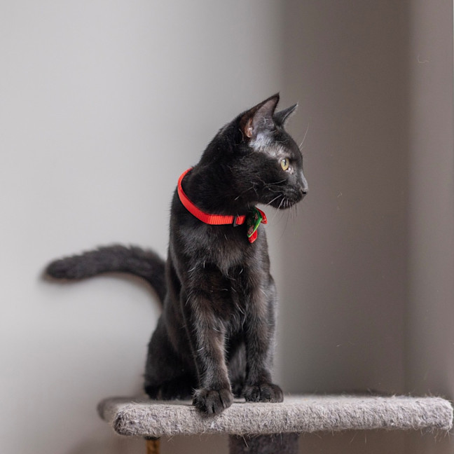 Photo of Puma