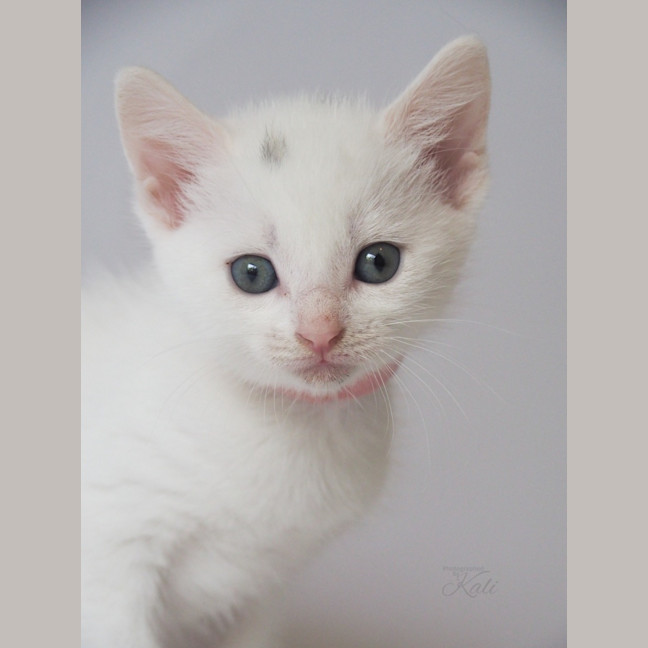 Photo of Mozzarella