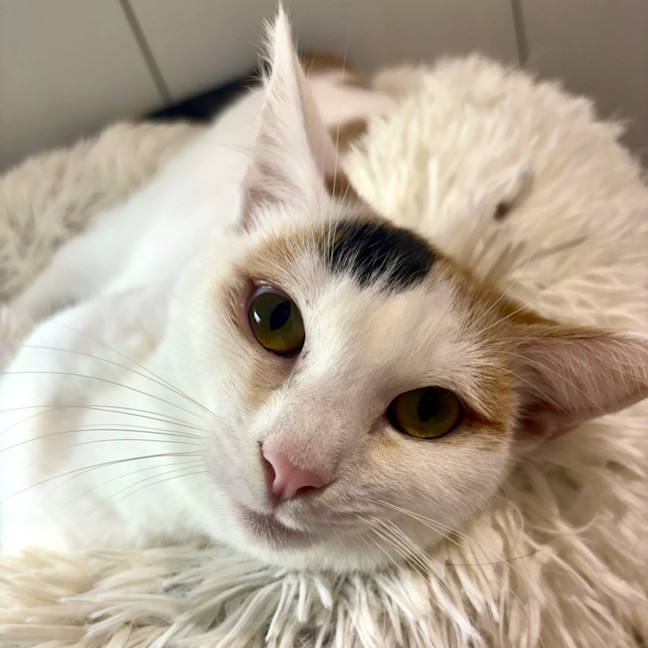 Photo of Lilly