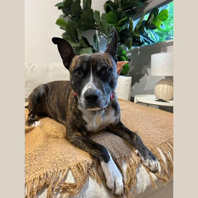 Photo of Rocky "Urgent Foster Carer Needed"