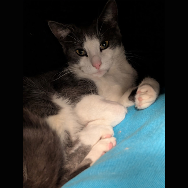 Photo of Octavia