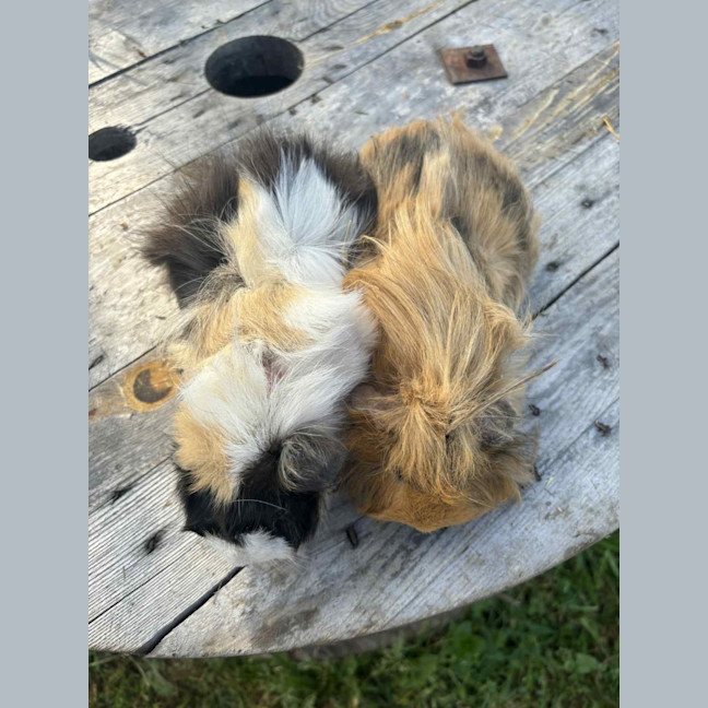 Photo of Peanut And Mochi