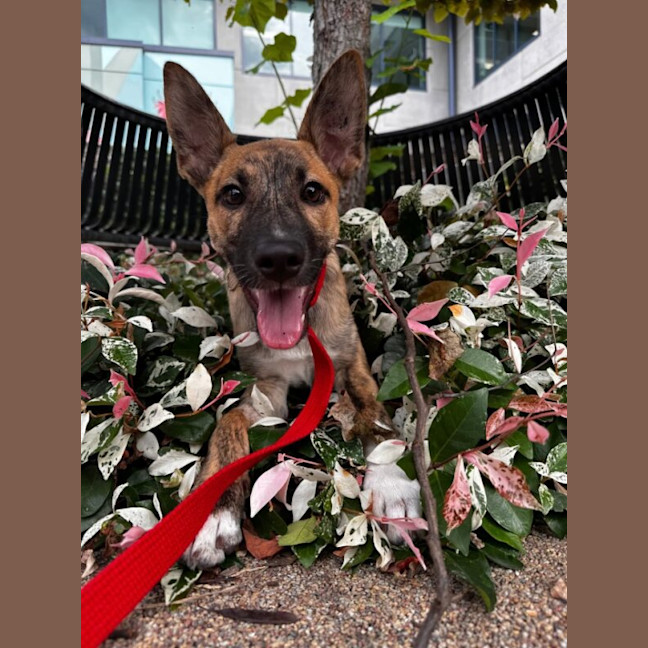 Photo of Pip