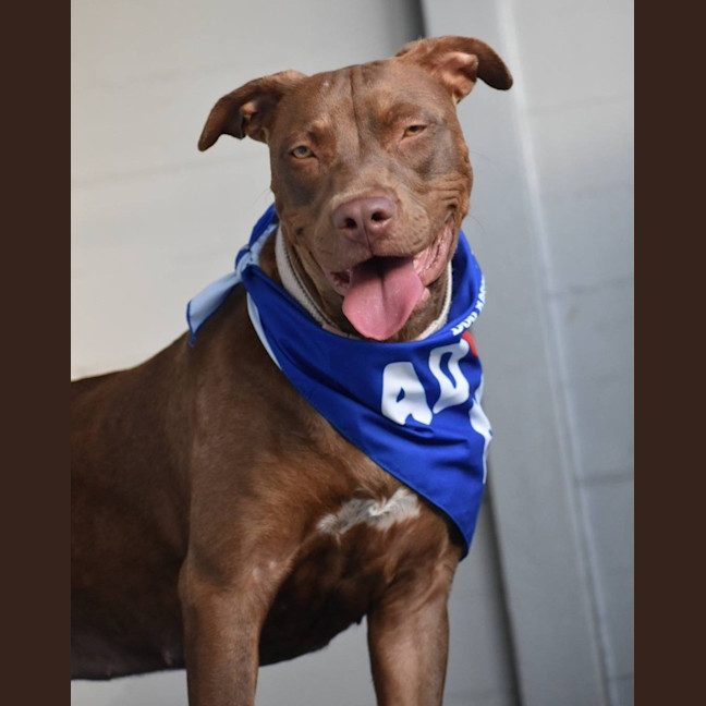 Photo of Turbo *$250 Adoption Fee*