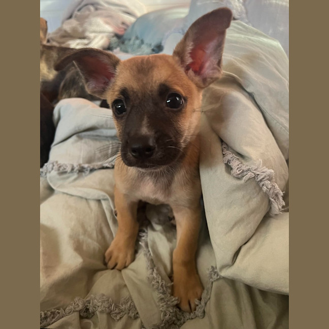 Photo of Humphrey (Nugget)