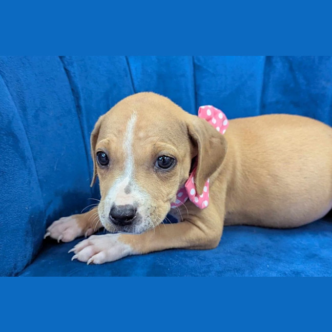 Photo of Princess Playa