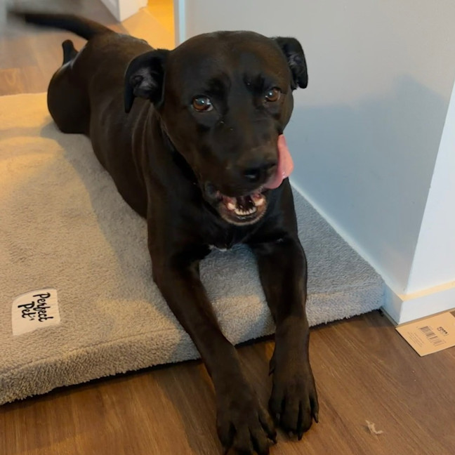 Photo of Nova