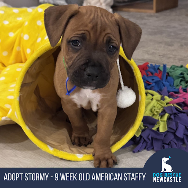 Photo of Stormy   9 Week Old American Staffy
