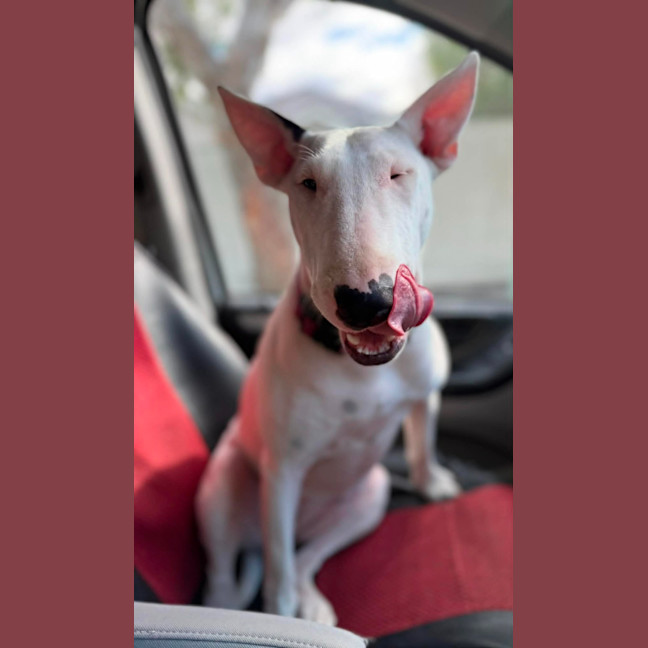 Photo of Mooboo