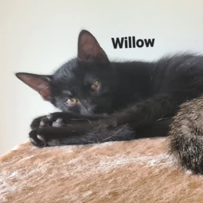 Photo of Willow