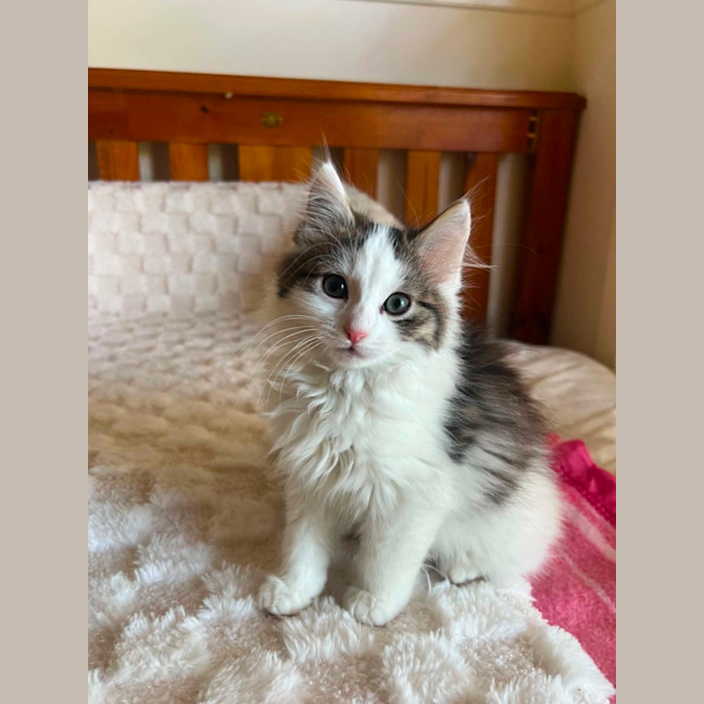 Photo of Mouse