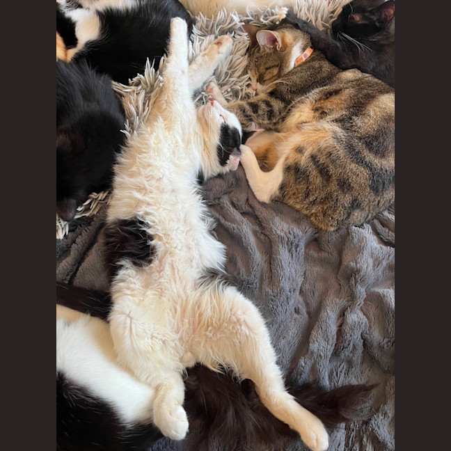 Photo of Deputy *9 Lives Project Rescue*