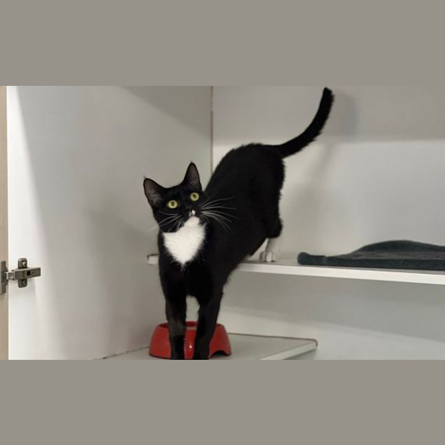 Photo of Sumi The Houdini