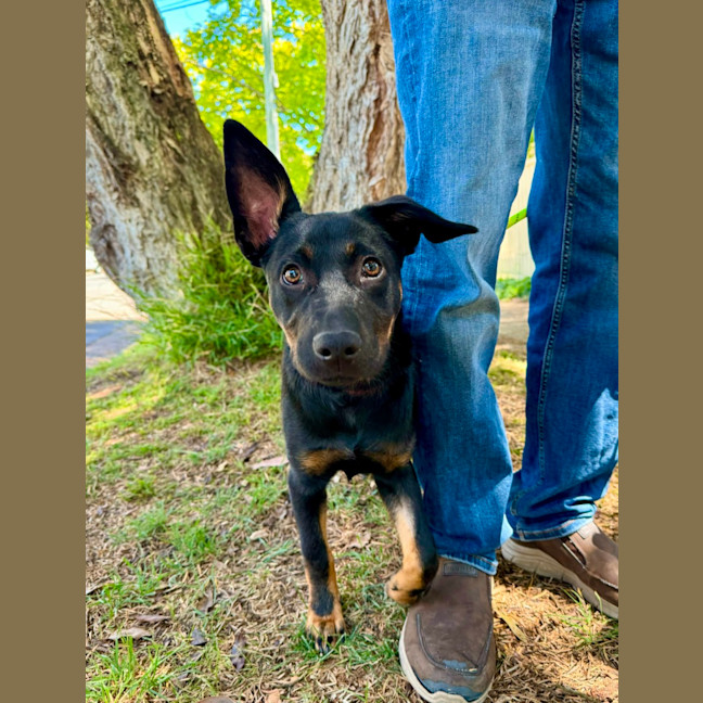 Photo of Bindi