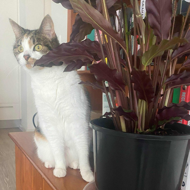 Photo of Pudding   Located In Preston