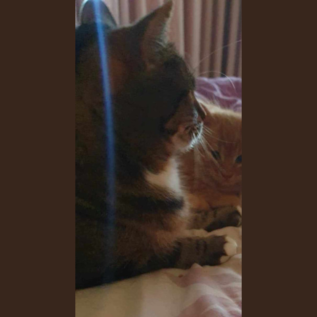 Photo of Tilly**2nd Chance Cat Rescue**