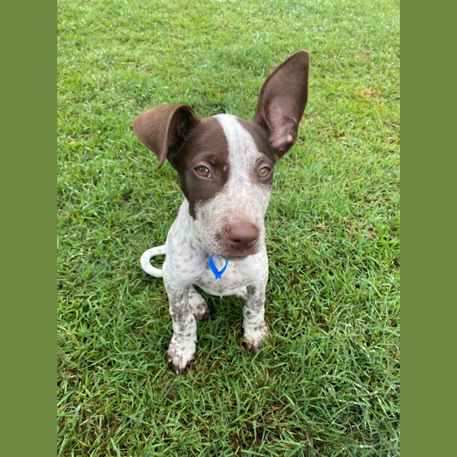 Photo of Scout