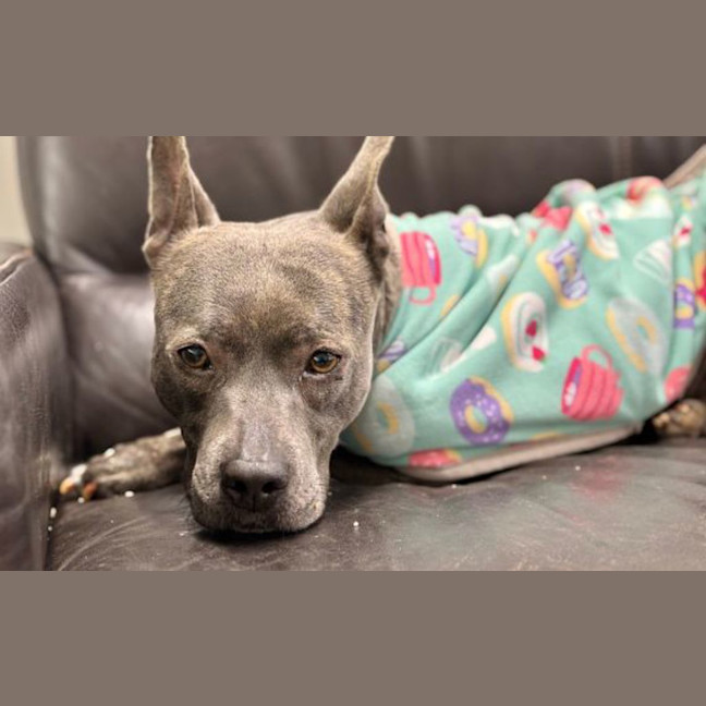 Photo of Stitch