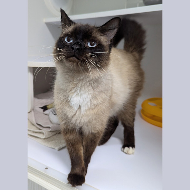 Photo of Muffin
