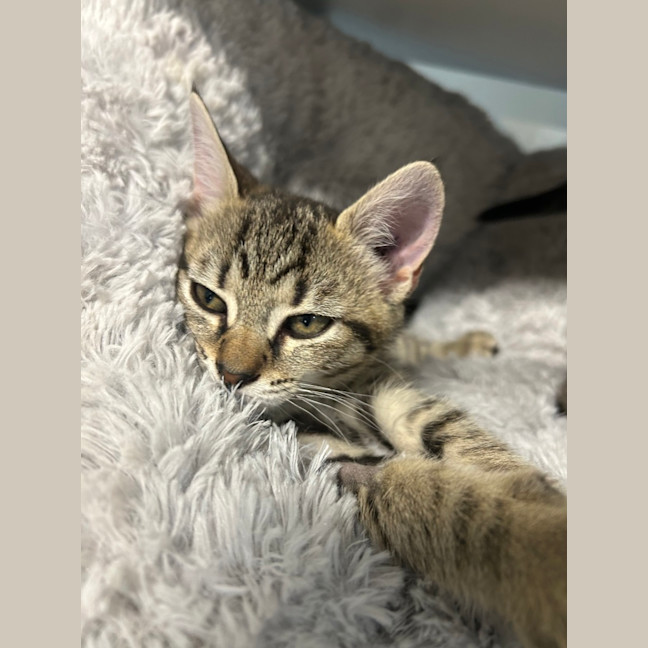 Photo of Bean