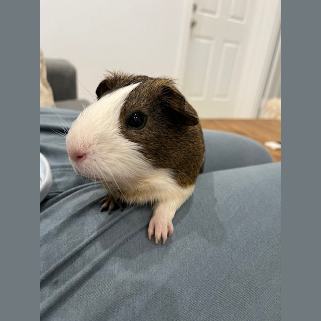 Photo of Milo