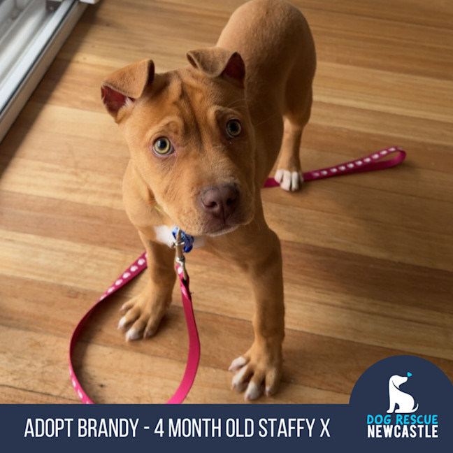Photo of Brandy   4 Month Old Staffy X