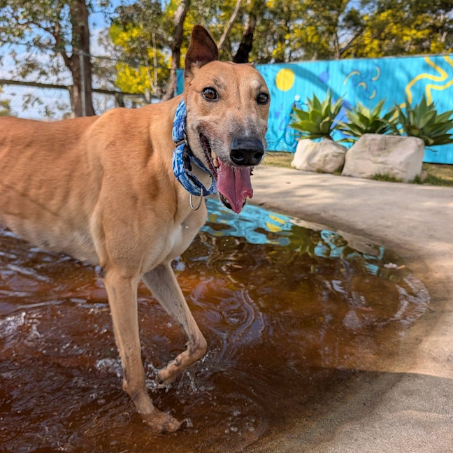 Photo of Baguette The Greyhound