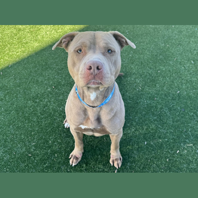 Photo of Diesel Imp 1097