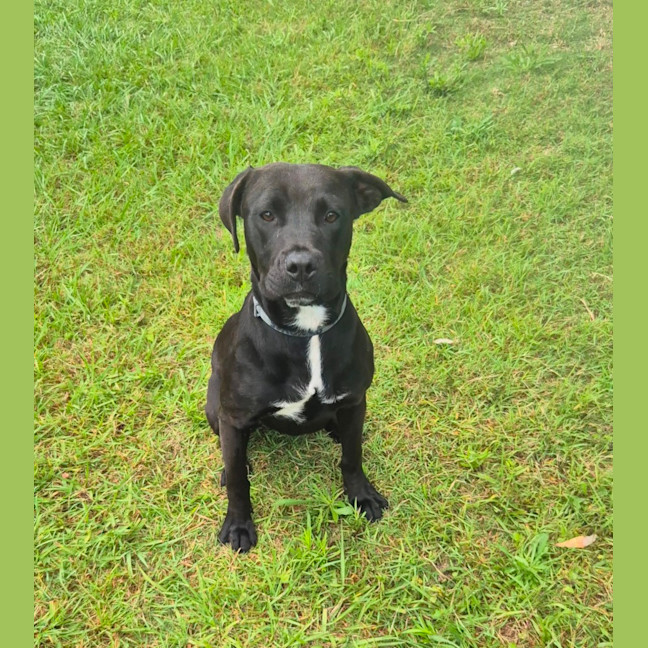 Photo of Bella (9225)