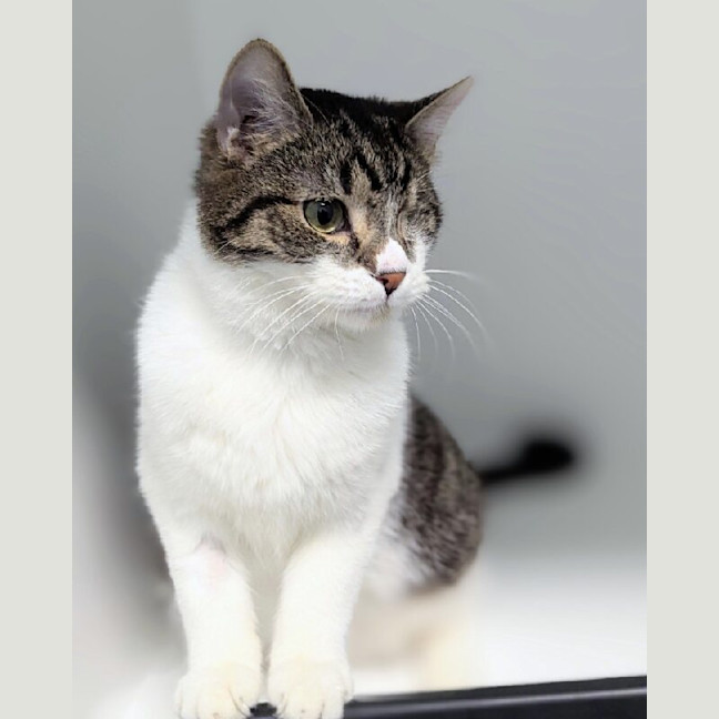 Photo of Cadbury
