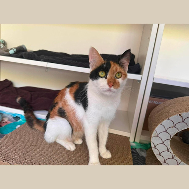 Photo of Akira ** 2nd Chance Cat Rescue **