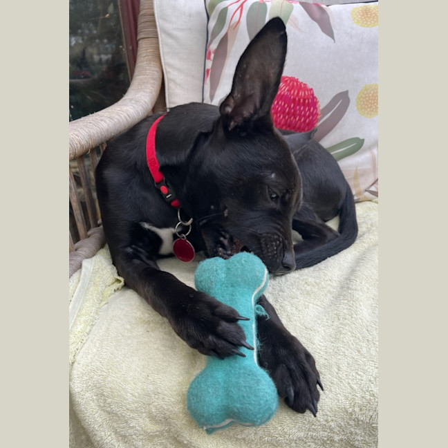 Photo of Kaida