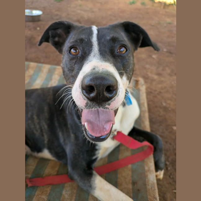 Photo of Comet