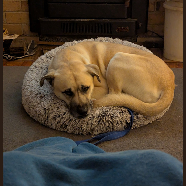 Photo of Simba